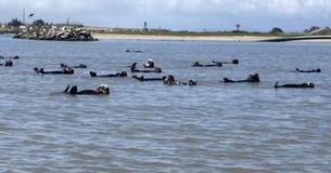 Group Of Sea Otters Perform Unintentionally Synchronized Swimming Routine Across Inlet