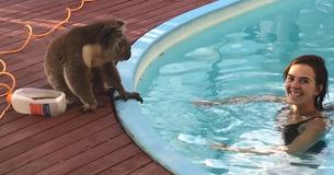 Un Koala se faufile dans le jardin pour demander un baiser à une fille dans la piscine