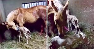 Eigenaar kon niet geloven dat nageboorte van zwanger paard onverwacht een tweede baby bleek te zijn