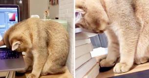 Kitty Falling Asleep While Trying To Accompany Its Owner To Work Late Is Cutest Thing Seen Today