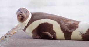 Rare Species Of Ribbon Seal With Four Distinctive Bands Is Most Extraordinary In Animal Kingdom