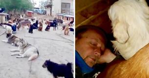 Man Sleeps With His 600 Rescue Dogs To Keep Them Warm In Freezing Winter Night