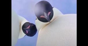 Emperor Penguins Take Accidental Selfie After Discovering Camera In Antarctica