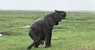 Une maman éléphant donne naissance à un bébé sous les yeux d'un groupe en safaris avant que son troupeau n'arrive