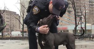 Officer Finds Dog Shivering In Freezing Rain And Decides To Adopt Him