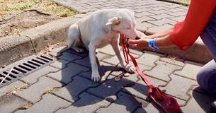 Un chien sans abri a suivi des gens dans la rue jusqu'à ce qu'une femme lui donne un coup de main