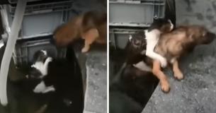 Un heroico perro ve que un gato está a punto de ahogarse, y se zambulle al rescate