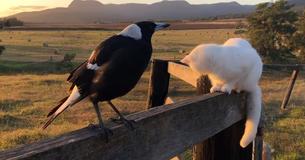 Zany Magpie Believes He’s A Rooster And Viewers Will Wish To See It Over Again