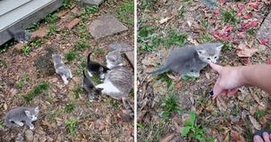 Un chat errant montre ses bébés à une femme qui l'a nourrie