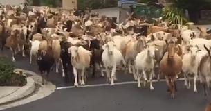 Hundreds Of Goats Got Loose And Stormed The City Streets