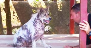 Un chien de refuge se fait adopter après quatre ans et danse de bonheur