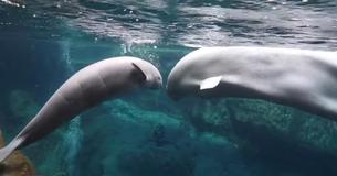 Viewers Will Instantly Fall Head Over Heels For Beluga Whale And Her Calf