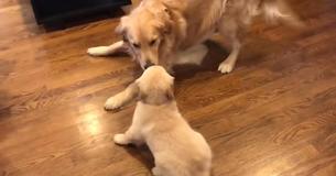 Adorable Golden Retriever Falls Head Over Heels For New Puppy Sister
