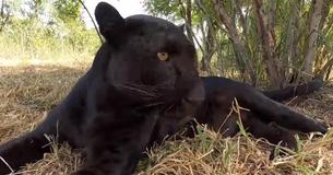 Explore A Black Leopard's Sense Of Touch With The Lion Whisperer