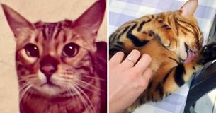 Meet Thor, The Stunning Bengal Cat With Flawlessly Speckled Fur