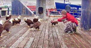 Fisherman Feeds Big Hungry Flock Of American Bald Eagles Several Tasty Shrimp