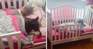 Mom Who Couldn’t Locate Her Dog Around The House Found Him Sleeping Next To Her Daughter