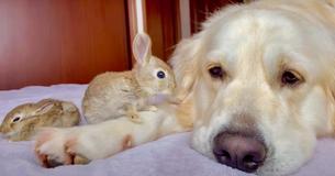 Nurturing Golden Retriever Mothers Precious Baby Rabbits