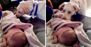 Dog Delicately Covers Sleeping Baby With Blanket