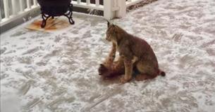 Alaskan Photographer Wakes Up To Mama Lynx And Her Seven Kits Chilling On His Back Porch