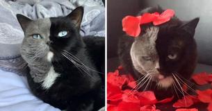 Cat With Two-Tone Face Becomes Father To Kittens In Each Of His Colors