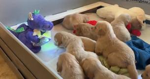 Charming Golden Retriever Puppy Litter Delight In Talking Stuffed Dinosaur
