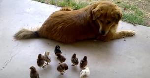 Caring Golden Retriever Adopts Ten Stray Baby Chicks