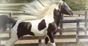 Gorgeous Gypsy Vanner Horse Stands Out From Others