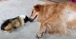 Friendly Golden Retriever Finds BFF In Charming Guinea Pig