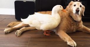 Adorable Golden Retriever Becomes BFFs With Duck