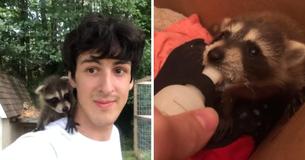 Man Rescues Infant Raccoon After His Mother Was Hit By A Car