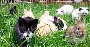 Kittens opgevoed door konijnen springen nu net alsof het zelf konijnen zijn