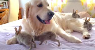 Adorable Rabbits Make Friends With Retriever Named Bailey