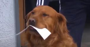 Golden Retriever Delivers Groceries To Elderly Woman With Respiratory Difficulties Who's Self-Isolating