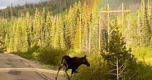 Impeccable Timing: Mythical Moment A Moose Is Spotted At The End Of Rainbow