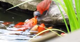 Jaw-Dropping Clip Featuring Wild Cardinal Feeding Goldfish Pond
