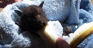 A Hungry Little Bat Takes Huge Bites Of A Yummy Banana Despite Her Grouchy Mood