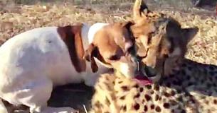 A Rescue Dog Kisses An Adorable Cheetah