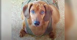 Eighty Pound Dachshund Rescued From Terrible Home — Receives Unreal Transformation