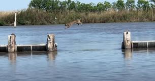 Wild Bobcat Makes Large Jump Over Water Look Easy