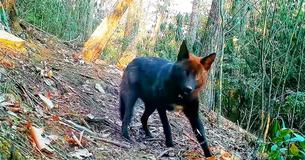 Man installeert een camera in zijn achtertuin en filmt per toeval één van Amerika's zeldzaamste dieren.