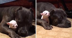 Un grand Pit Bull Terrier surveille son petit chiot et c'est le moment le plus mignon de tous les temps
