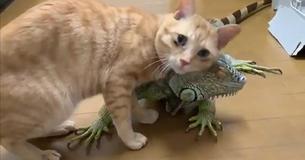 Affectionate Orange Tabby Rubs His Furry Head Against Scales Of Seriously Amiable Iguana