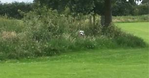 Eine Hündin versteckt sich im Gebüsch, sobald das Frauchen sagt, dass es Zeit ist, den Park zu verlassen