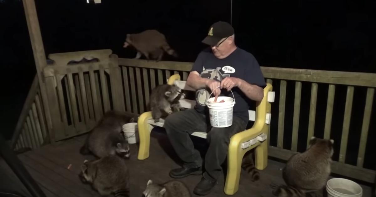 Kind Man Happily Feeds A Group Of 17 Hungry Raccoons Gathered On His ...