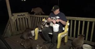 Kind Man Happily Feeds A Group Of 17 Hungry Raccoons Gathered On His Back Porch
