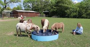 Group Of Ponies Enjoys Dip In Refreshing Garden Pool
