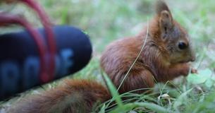 Photographer Places Microphone Next To Baby Red Squirrel Making Adorable Munching Sounds