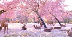 Deer Enjoy Cherry Blossoms In A Peaceful Park In Nara, Japan