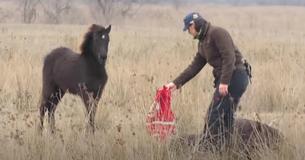 Wild paard geeft redder een kus na uit zijn ketens te zijn vrijgelaten